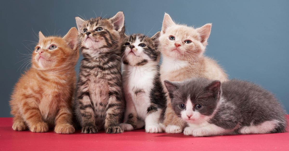 Portrait of group of kittens