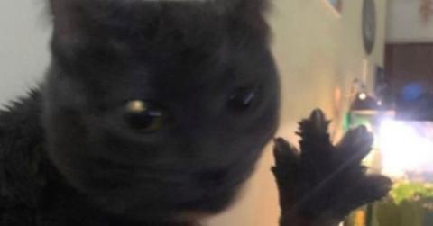 dabloons cat meme four dabloons