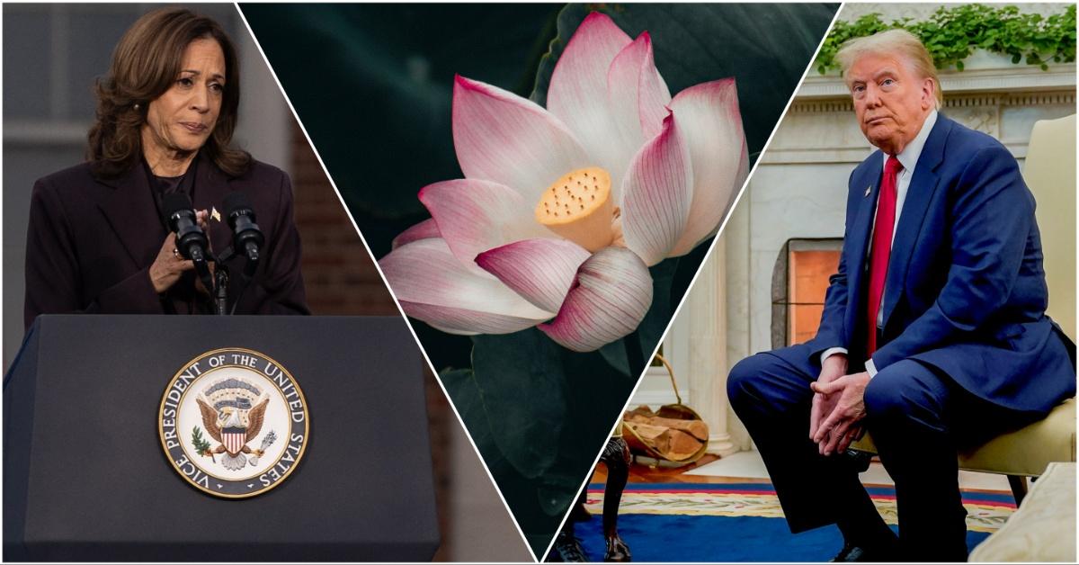 Kamala Harris with Donald Trump and a Lotus flower in the middle