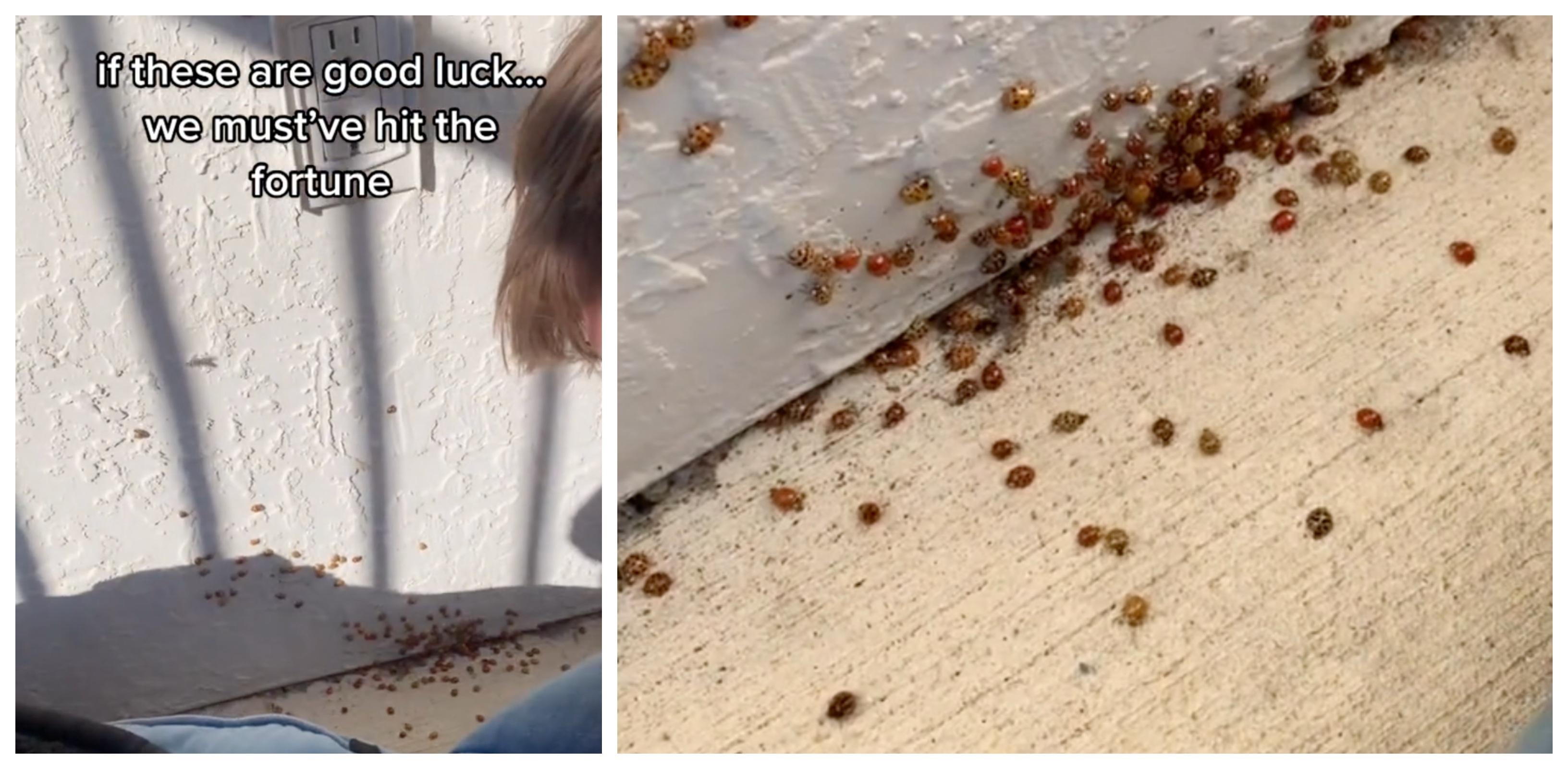 Ladybug infestation.