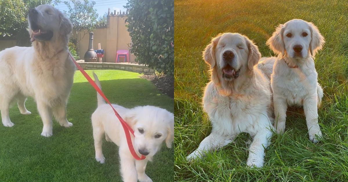 Blind Golden Retriever Got A Puppy Buddy To Help Him Navigate The World