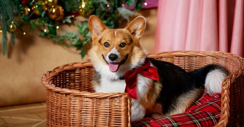 A corgi in 'A Royal Corgi Christmas'