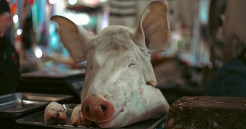 Why Is William Golding’s Classic Novel Called ‘The Lord of the Flies?'