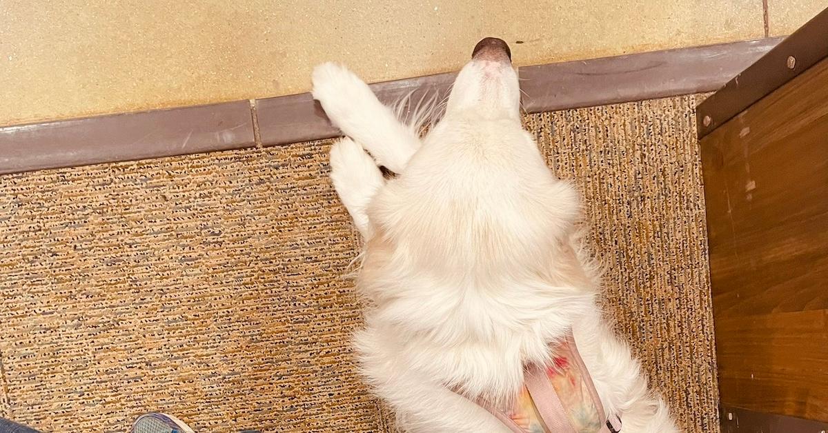 Zoë the service dog laying on a carpet