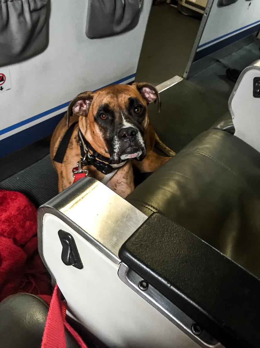 Restaurant Won t Allow Emotional Support Animals Because They re Not