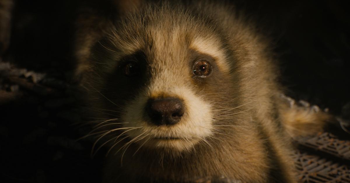 Baby Rocket appears in 'Guardians of the Galaxy Vol. 3' 