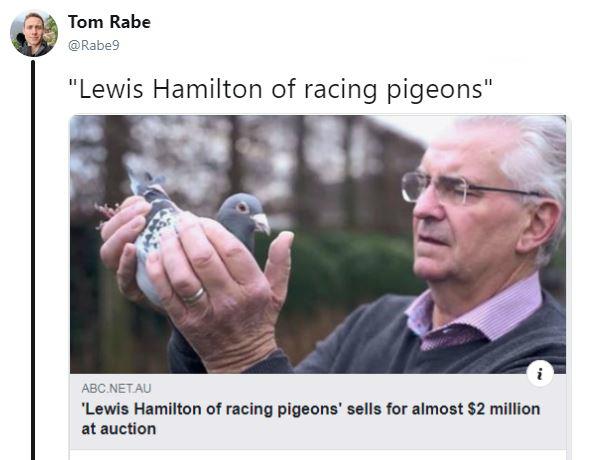 million dollar pigeon