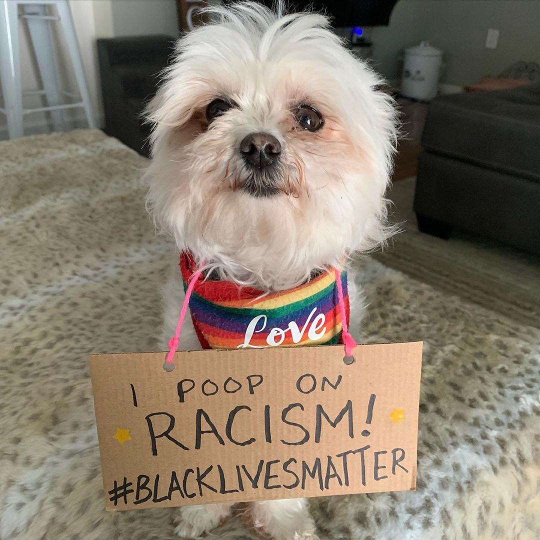 protest dog