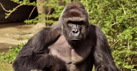 White House Harambe Post Explained