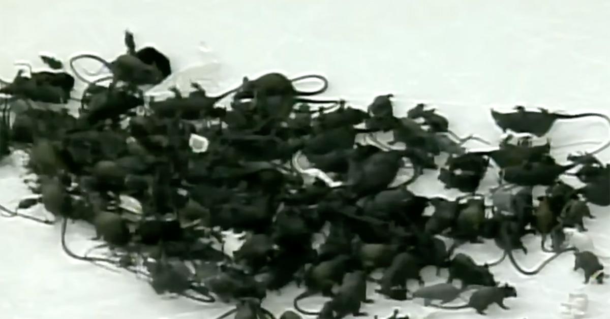 Fan throws catfish onto ice during Bruins/Predators game