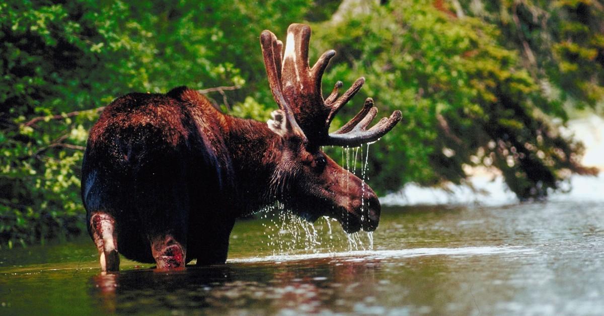 TikTok Users Want to Know Why Moose Shed Their Antlers