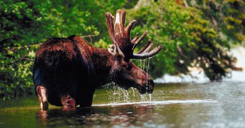 Moose