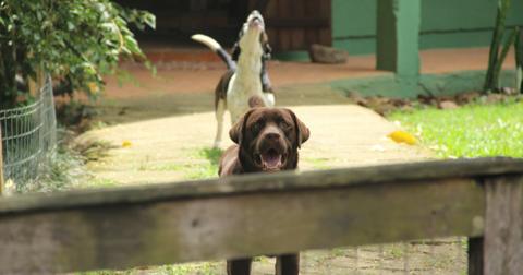 5-barking-dogs-1569943678266.jpg