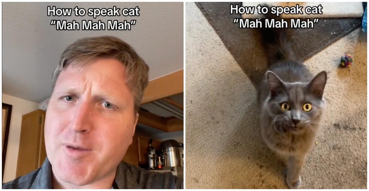 Man Claims You Can Communicate With Cats by Making These Sounds