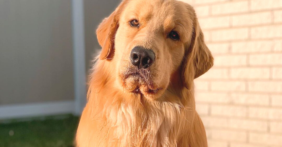 tucker the golden retriever died