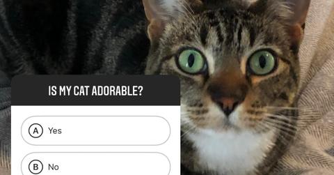 cat sticker quiz