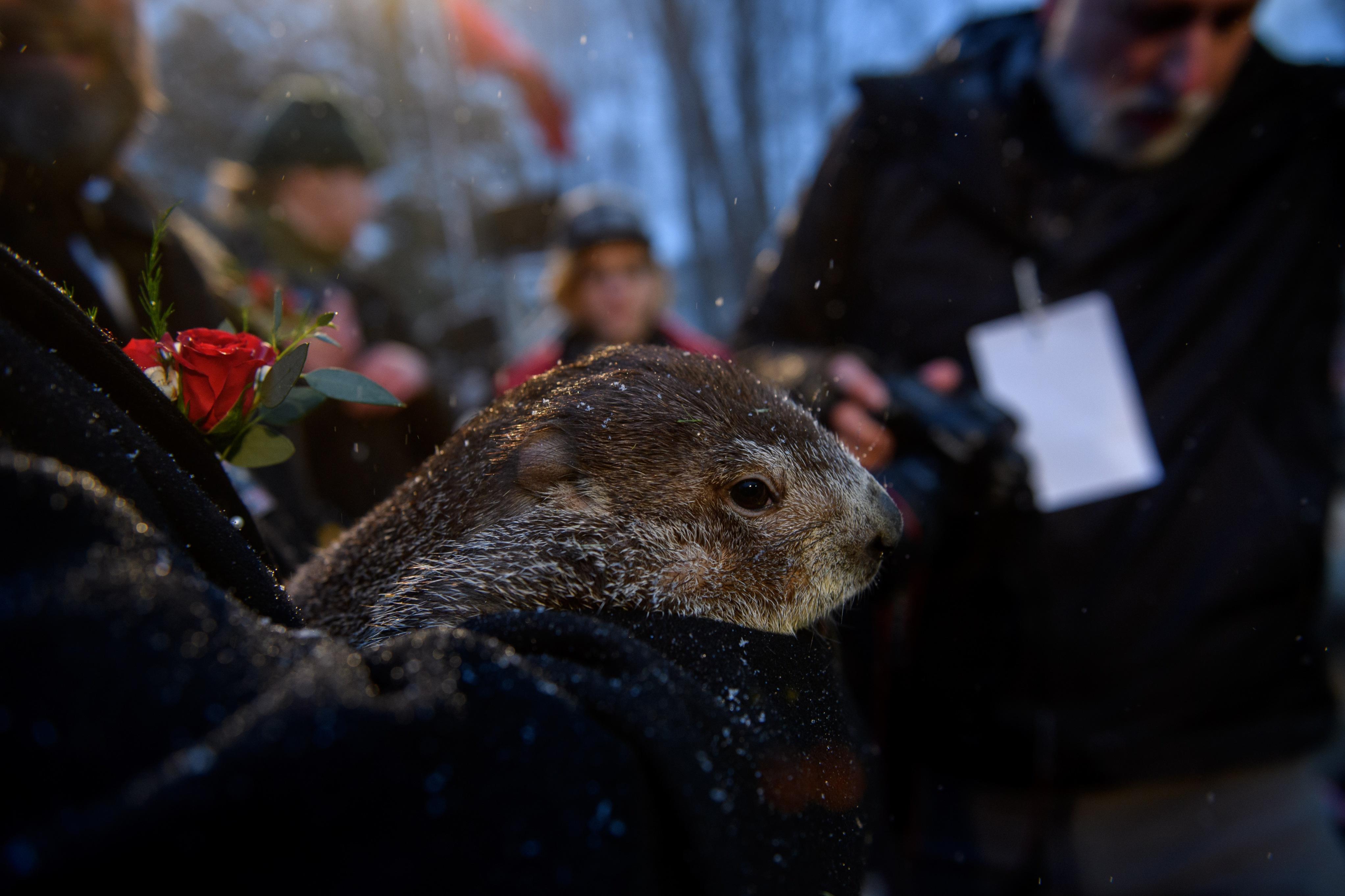 Punxsutawney Phil on Groundhog Day in Feb. 2020.