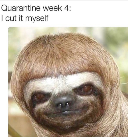 haircut quarantine meme