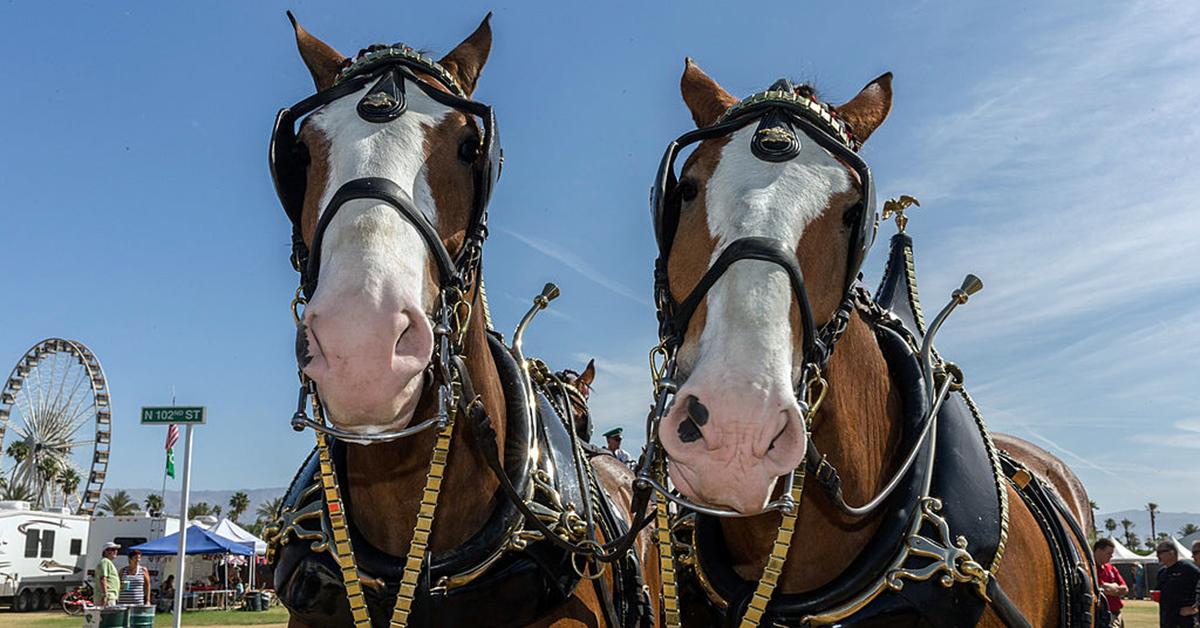 Budweiser Clydesdales all have the same markings.