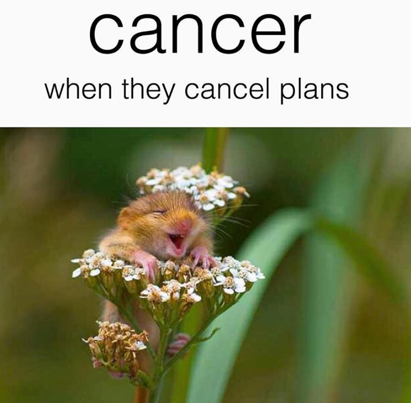 23 Hilarious Memes to Send to Your Favorite Cancer - 3tdesign.edu.vn