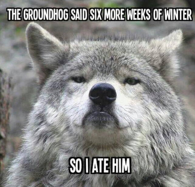 Funny Groundhog Day Memes You Can Laugh at No Matter the Forecast