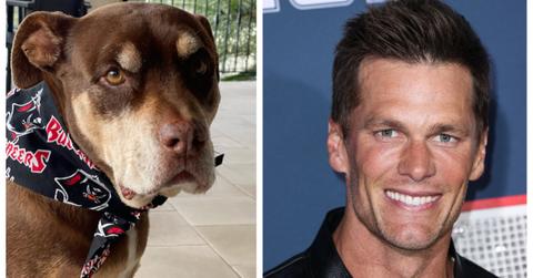 Tom Brady Cloned His Dog Which Is Dystopian but Understandable