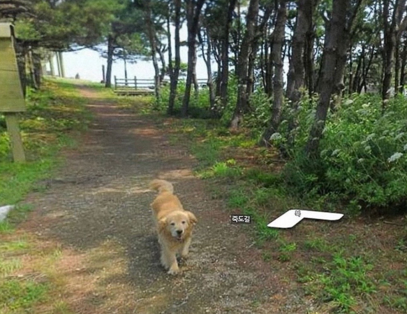 golden retriever google street view image