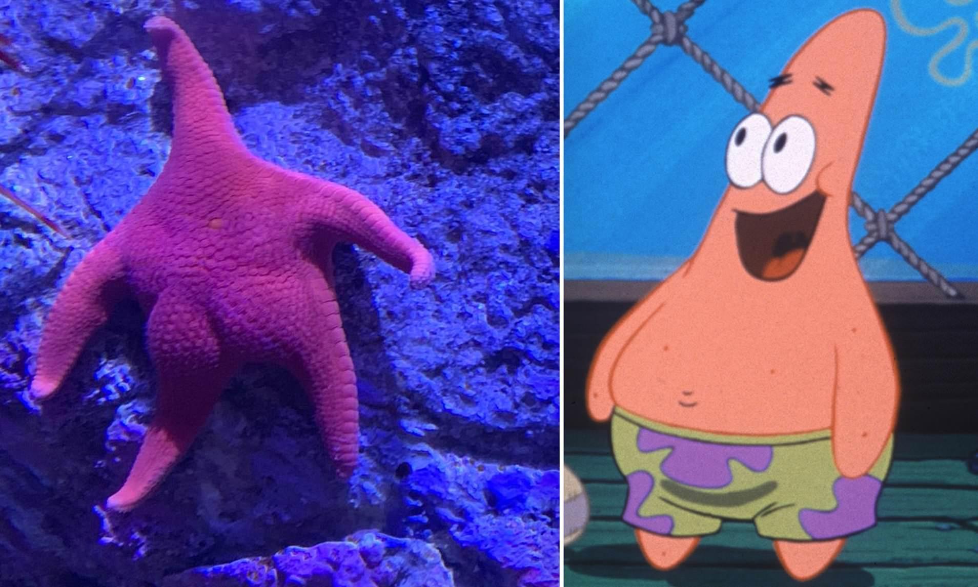 Why Patrick Lives Under a Rock on 'SpongeBob SquarePants' Explained