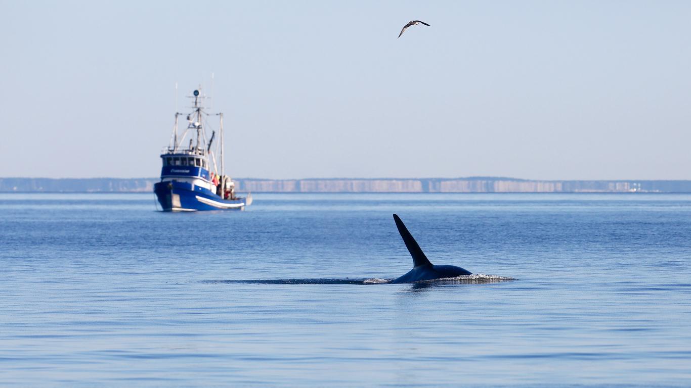 orcas