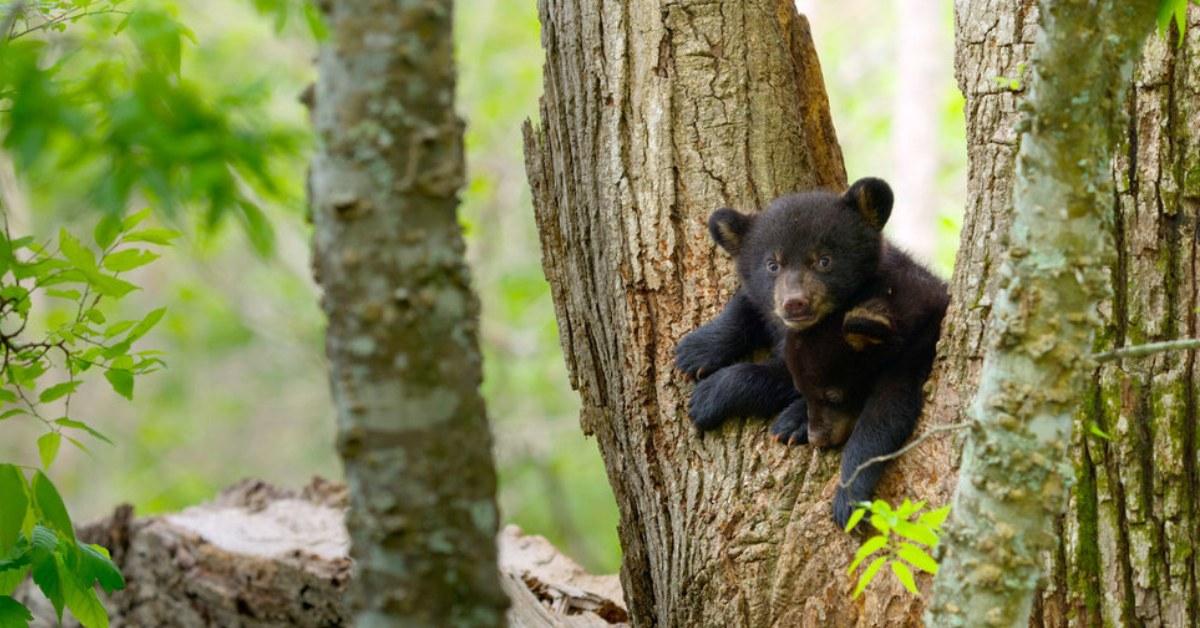 A bear featured in the NBC nature documentary, 'The Americas'.