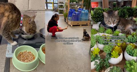 Leo, the Home Depot Cat