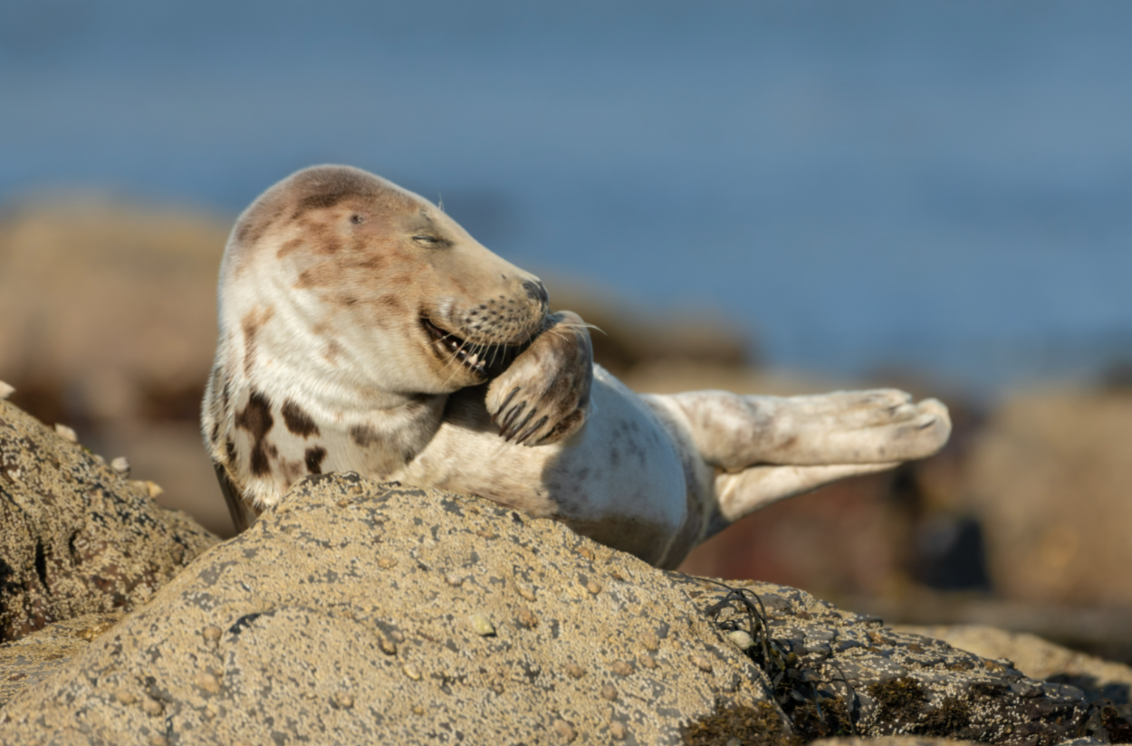 laughing seal