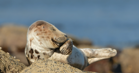laughing seal