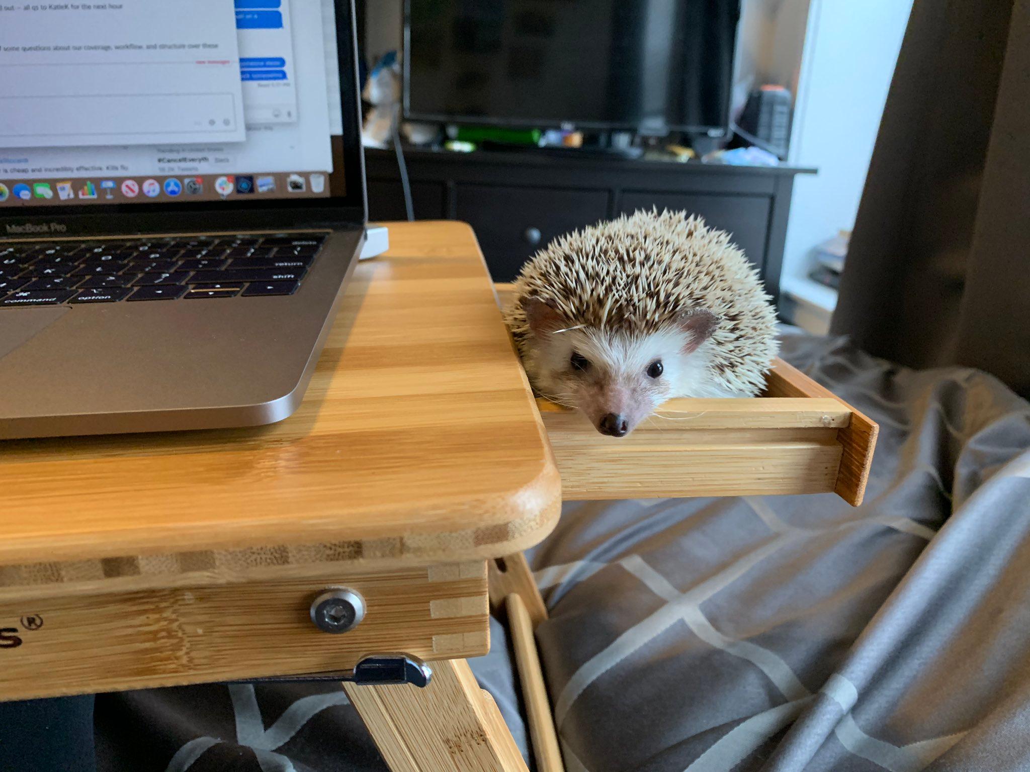 wfh pets