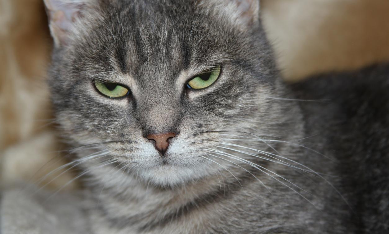 do-cats-know-their-names