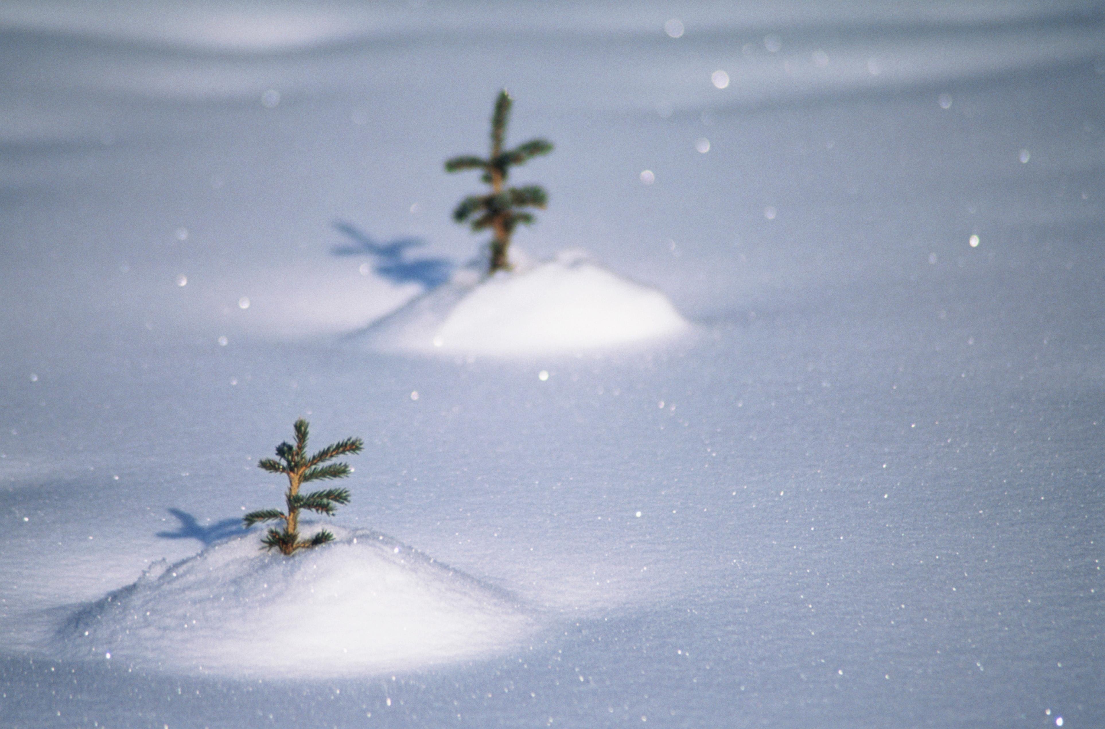 Trees are beginning to grow in the snow.