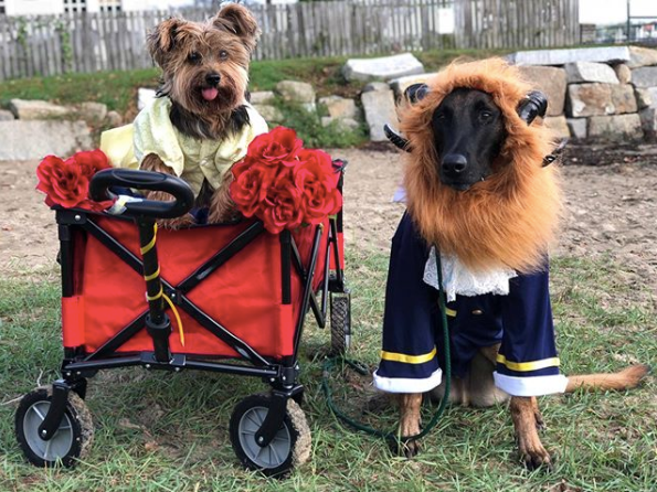 31 Of The Most Hilarious Halloween Costumes For Dogs! These Are