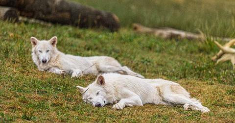 Dire Wolves Return: Romulus and Remus Mark First Birthday as Science Rewrites Extinction