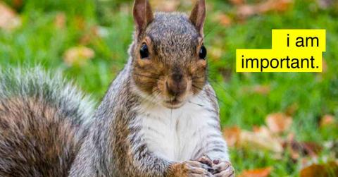 emotional support squirrel