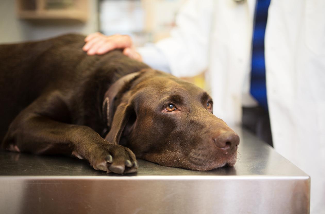 dog swallowed rope