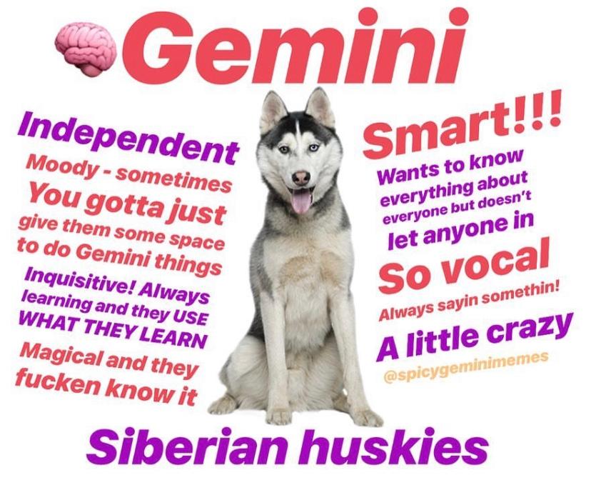 gemini season memes