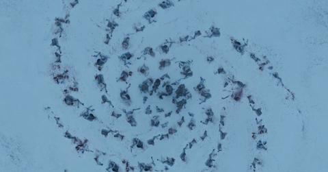 white walker spiral horses