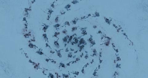 white-walker-spiral-horses-1555362361400.jpg