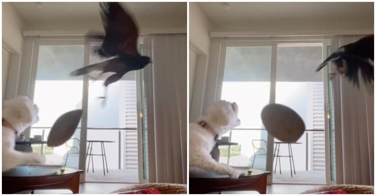 A small white dog tries to scare away hawk in the living room.