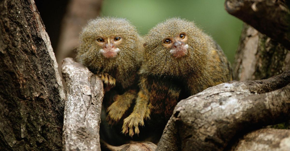 Pygmy Marmosets