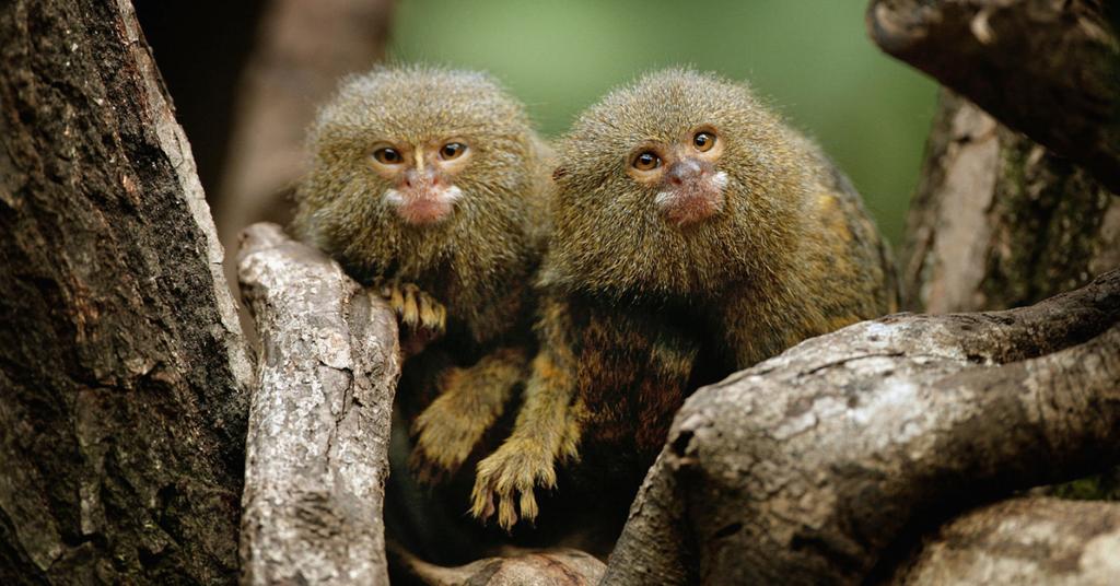 Why Do Monkeys Attack Babies? Here's What We Know