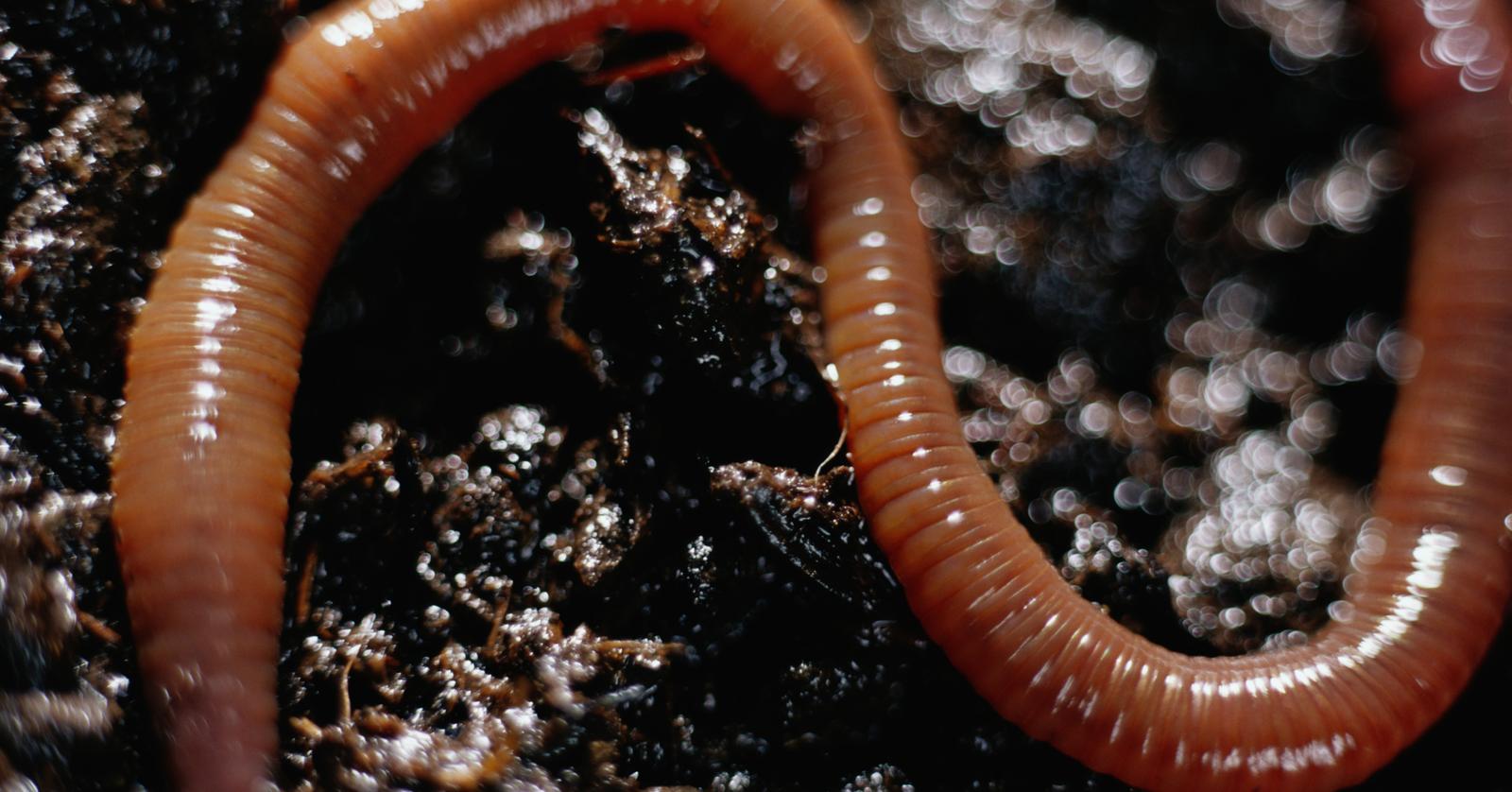 Why Do Worms Come out When It Rains? There Could Be a Lot of Reasons