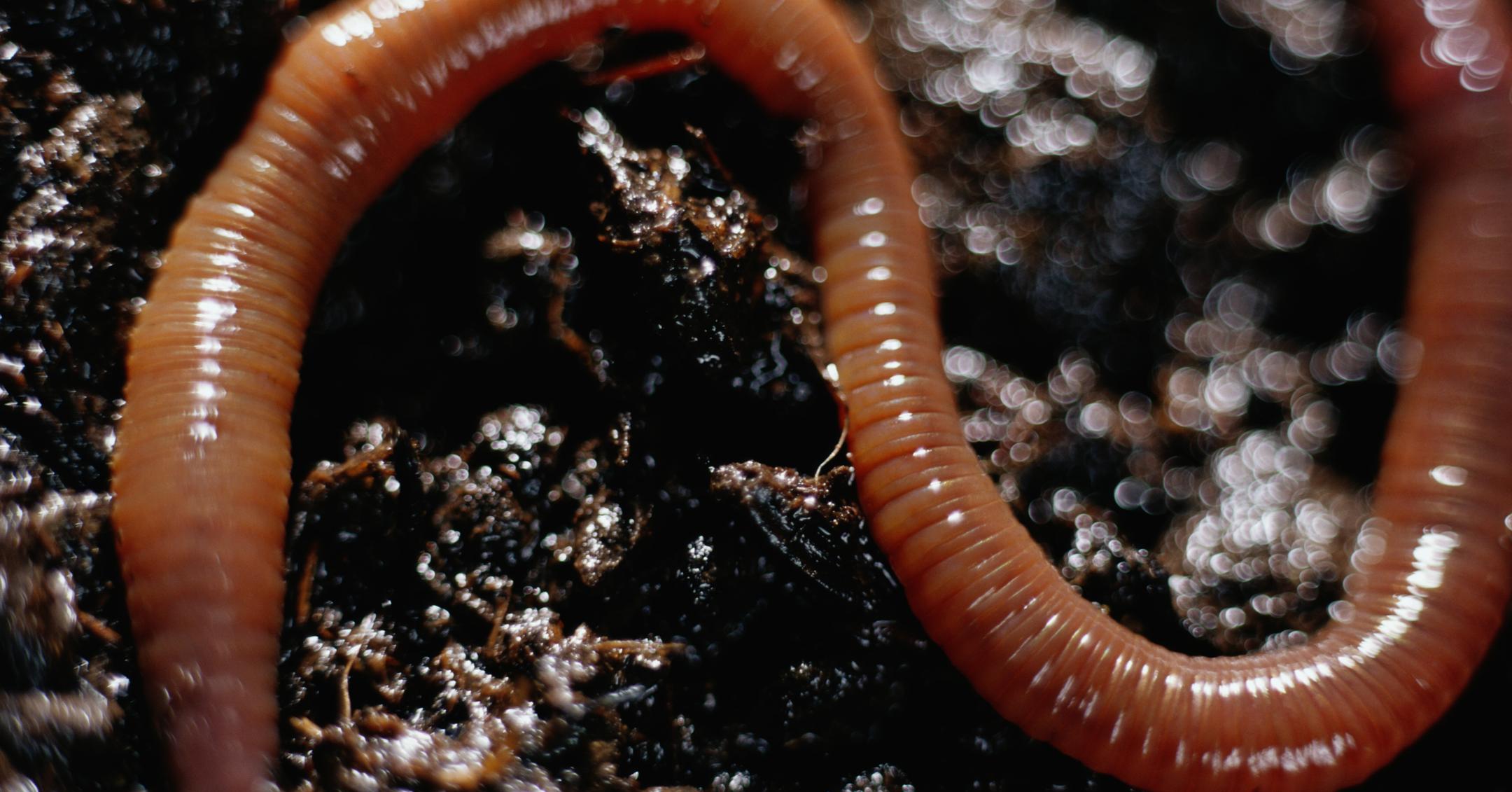 Why Do Worms Come out When It Rains? There Could Be a Lot of Reasons
