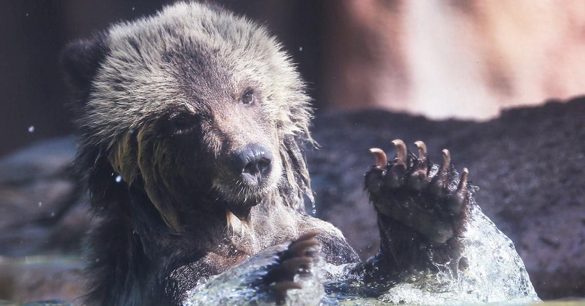 Grizzly bear at the Palm Beach Zoo.