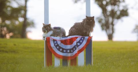 which-us-presidents-have-had-cats